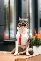 Собаки и кошки в добрые руки