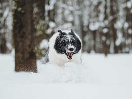 Собаки и кошки в добрые руки