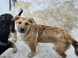 Собаки и кошки в добрые руки