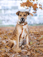 Собаки и кошки в добрые руки