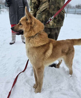 Собаки и кошки в добрые руки