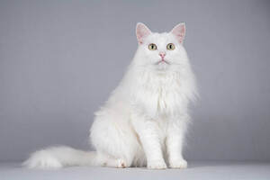 Собаки и кошки в добрые руки