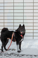 Собаки и кошки в добрые руки