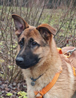 Собаки и кошки в добрые руки