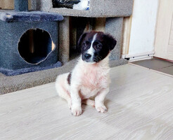 Собаки и кошки в добрые руки