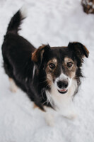 Собаки и кошки в добрые руки