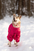 Собаки и кошки в добрые руки