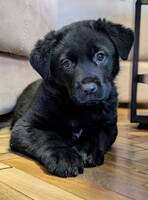 Собаки и кошки в добрые руки