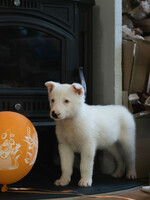 Собаки и кошки в добрые руки