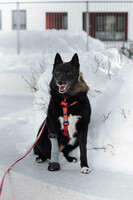 Собаки и кошки в добрые руки