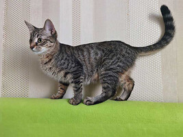 Собаки и кошки в добрые руки