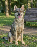 Собаки и кошки в добрые руки