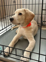 Собаки и кошки в добрые руки