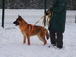 Собаки и кошки в добрые руки