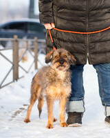 Собаки и кошки в добрые руки