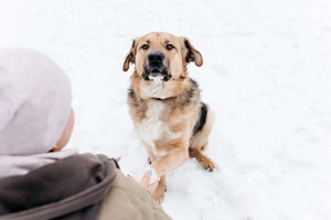 Собаки и кошки в добрые руки
