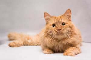 Собаки и кошки в добрые руки