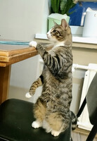 Собаки и кошки в добрые руки