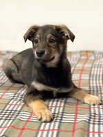 Собаки и кошки в добрые руки