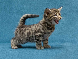 Собаки и кошки в добрые руки