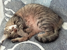 Собаки и кошки в добрые руки