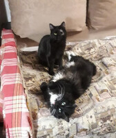 Собаки и кошки в добрые руки