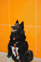 Собаки и кошки в добрые руки