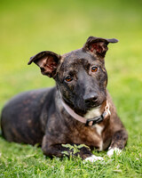 Собаки и кошки в добрые руки