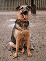 Собаки и кошки в добрые руки