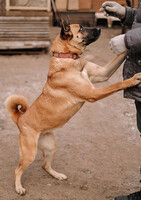 Собаки и кошки в добрые руки