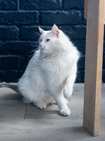 Собаки и кошки в добрые руки