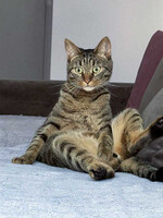 Собаки и кошки в добрые руки