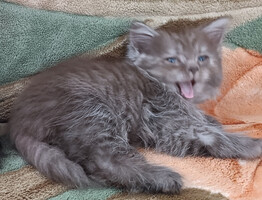 Собаки и кошки в добрые руки