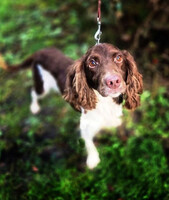 Собаки и кошки в добрые руки