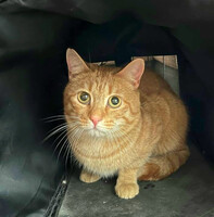 Собаки и кошки в добрые руки