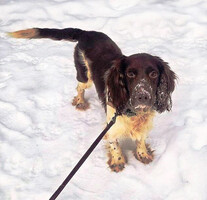 Собаки и кошки в добрые руки