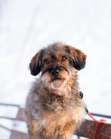 Собаки и кошки в добрые руки