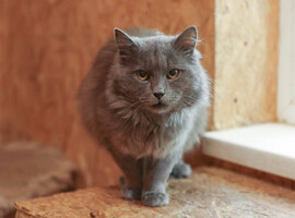 Собаки и кошки в добрые руки