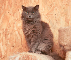 Собаки и кошки в добрые руки