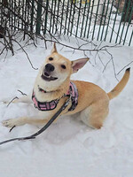 Собаки и кошки в добрые руки