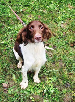 Собаки и кошки в добрые руки