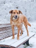 Собаки и кошки в добрые руки