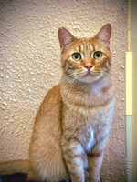 Собаки и кошки в добрые руки