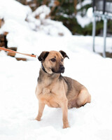 Собаки и кошки в добрые руки