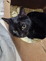 Собаки и кошки в добрые руки