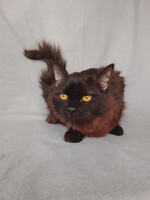 Собаки и кошки в добрые руки