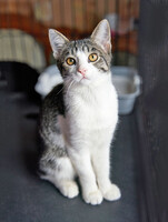 Собаки и кошки в добрые руки