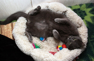 Собаки и кошки в добрые руки