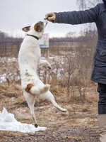 Собаки и кошки в добрые руки