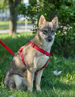 Собаки и кошки в добрые руки